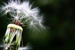 Allergies