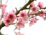 Fleurs de Bach et Rescue